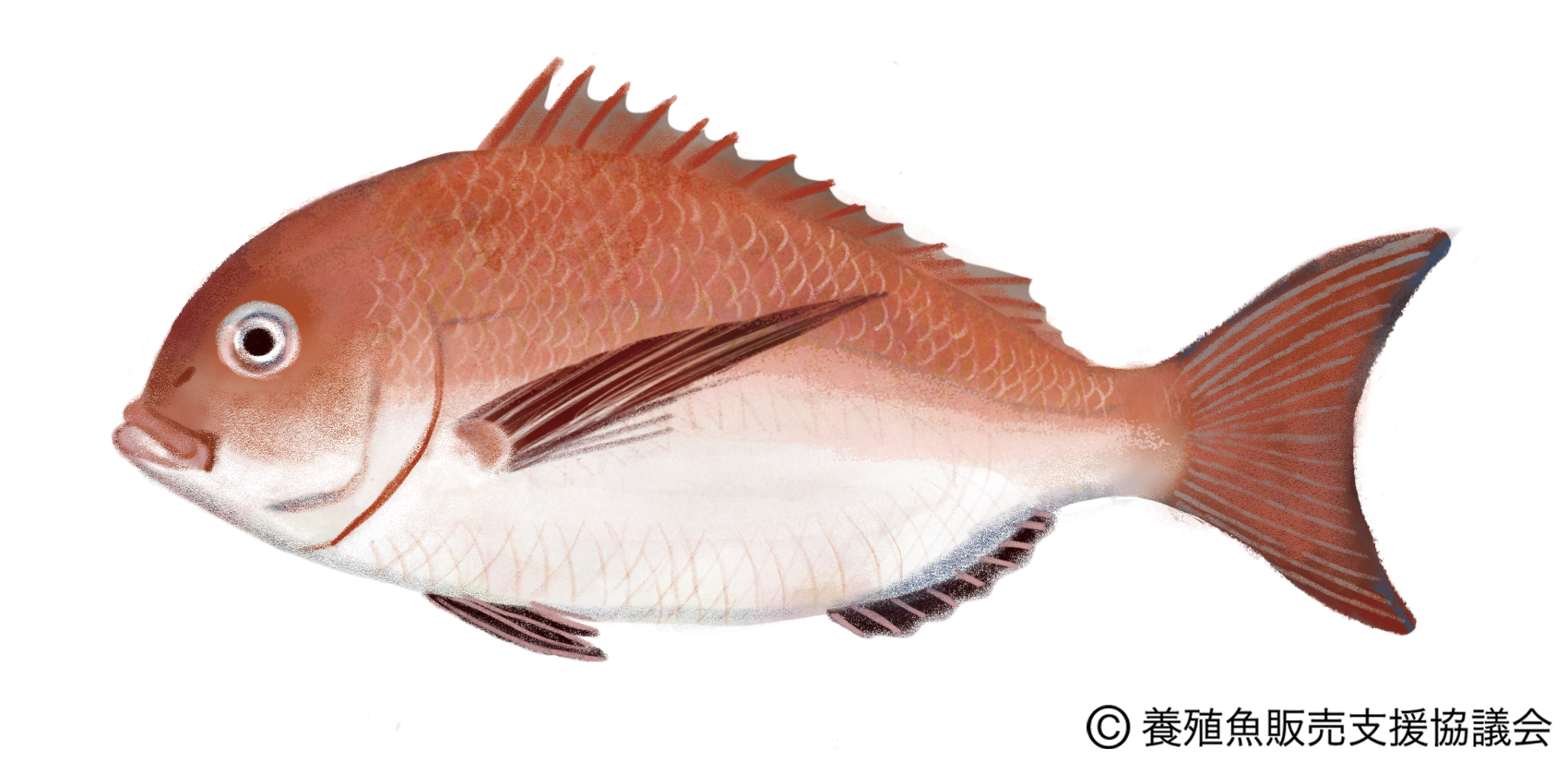 マダイ（真鯛）～“めでたい”日本の魚食文化の代表～