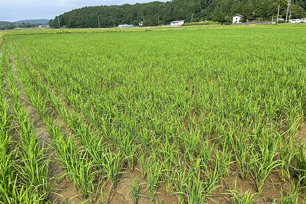 石川酒30号の稲の栽培風景。