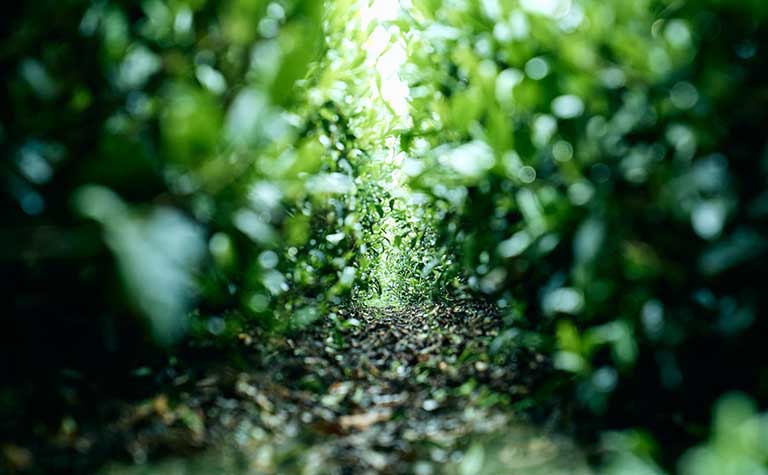 有機JAS認定抹茶新商品 有機JAS認定抹茶新商品
