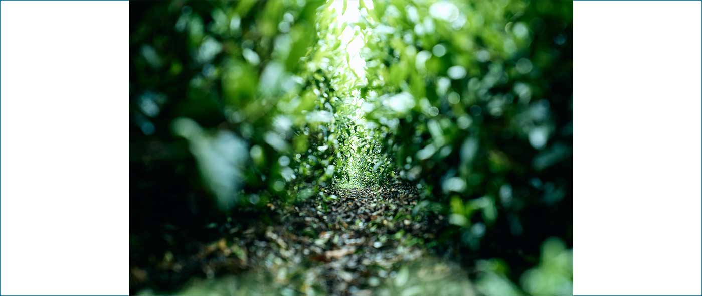 抹茶までサステナブル!?世界で大流行中の抹茶が大塚園からオーガニックで登場 抹茶