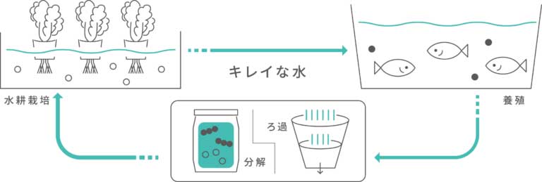 アクアポニックスの循環の仕組み