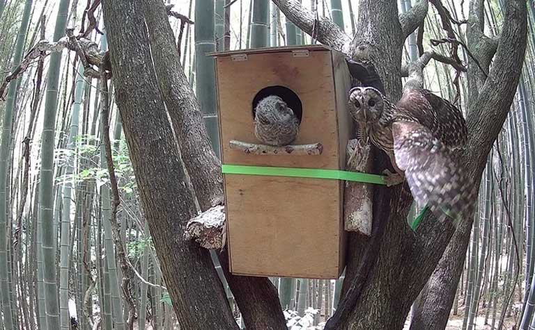 フクロウの生息確認