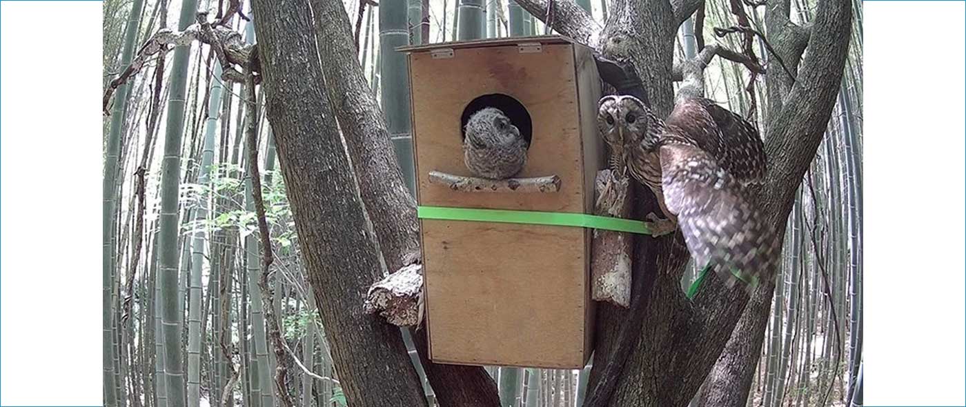 フクロウの生息確認