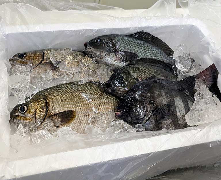 鮮魚BOX