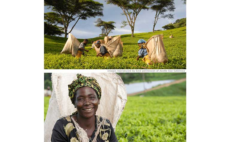 輸入先の農園、Satemwa Tea Estate