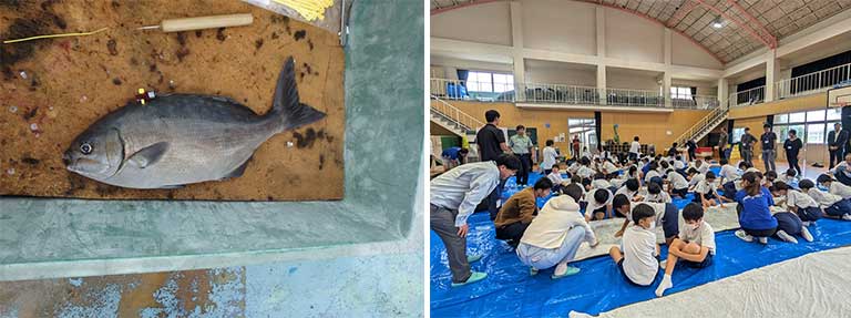 発信機を取り付けたイスズミ / 地元小学校でのアマモマット製作